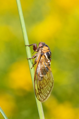 Picture of PRAIRIE CICADA-MEGATIBICEN DORSATUS-MARION COUNTY-ILLINOIS