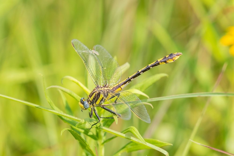 Picture of PLAINS CLUBTAIL-GOMPHUS EXTERNUS-LAWRENCE COUNTY-ILLINOIS