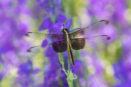 Picture of WIDOW SKIMMER-LIBELLULA LUCTOSA-FEMALE ON LARKSPUR-DELPHINIUM SP-MARION COUNTY-ILLINOIS