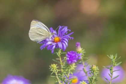 Picture of CABBAGE WHITE ON FRIKARTS ASTER