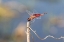 Picture of CAROLINA SADDLEBAGS MALE