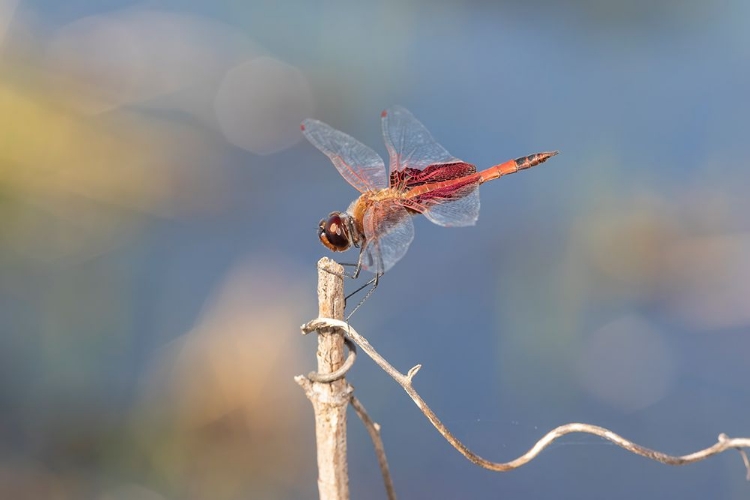 Picture of CAROLINA SADDLEBAGS MALE