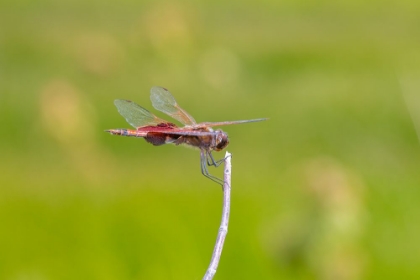 Picture of CAROLINA SADDLEBAGS MALE