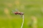 Picture of CAROLINA SADDLEBAGS MALE