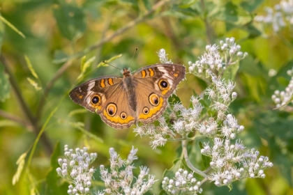 Picture of COMMON BUCKEYE ON COMMON BONESET