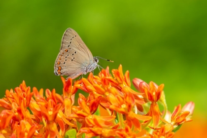 Picture of CORAL HAIRSTREAK ON BUTTERFLY MILKWEED