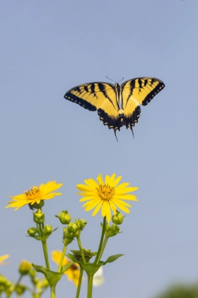 Picture of EASTERN TIGER SWALLOWTAIL FLYING FROM CUP PLANT