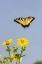 Picture of EASTERN TIGER SWALLOWTAIL FLYING FROM CUP PLANT