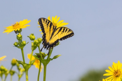 Picture of EASTERN TIGER SWALLOWTAIL ON CUP PLANT