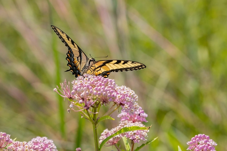 Picture of EASTERN TIGER SWALLOWTAIL ON SWAMP MILKWEED