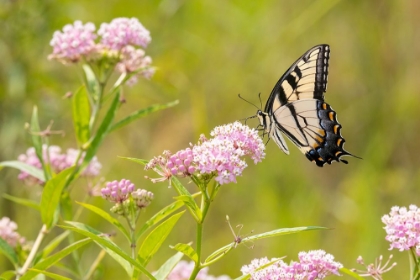 Picture of EASTERN TIGER SWALLOWTAIL ON SWAMP MILKWEED