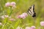 Picture of EASTERN TIGER SWALLOWTAIL ON SWAMP MILKWEED