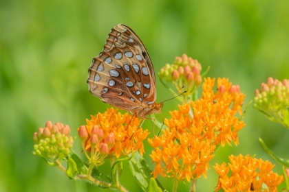 Picture of GREAT SPANGLED FRITILLARY ON BUTTERFLY MILKWEED