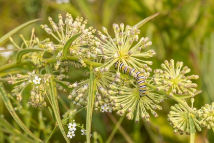 Picture of MONARCH CATERPILLAR ON GREEN MILKWEED