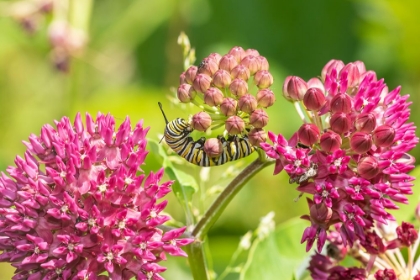 Picture of MONARCH CATERPILLAR ON PURPLE MILKWEED