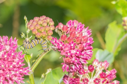 Picture of MONARCH CATERPILLAR ON PURPLE MILKWEED