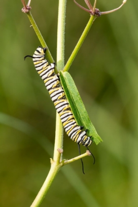 Picture of MONARCH CATERPILLAR ON SWAMP MILKWEED