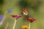 Picture of MONARCH FLYING