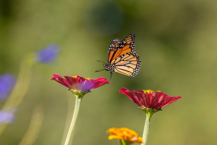 Picture of MONARCH FLYING