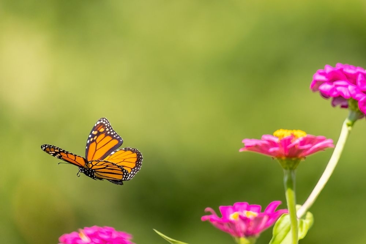 Picture of MONARCH FLYING