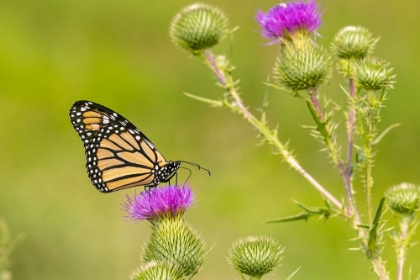 Picture of MONARCH ON BULL THISTLE