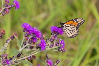 Picture of MONARCH ON MISSOURI IRONWEED