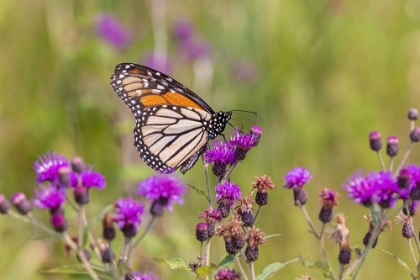 Picture of MONARCH ON MISSOURI IRONWEED