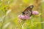 Picture of MONARCH ON SWAMP MILKWEED