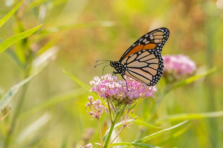Picture of MONARCH ON SWAMP MILKWEED
