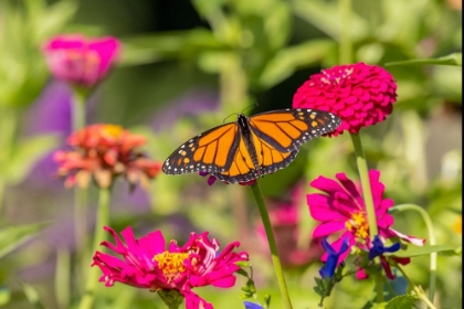 Picture of MONARCH ON ZINNIA