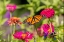 Picture of MONARCH ON ZINNIA