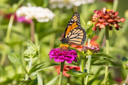 Picture of MONARCH ON ZINNIA