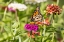 Picture of MONARCH ON ZINNIA