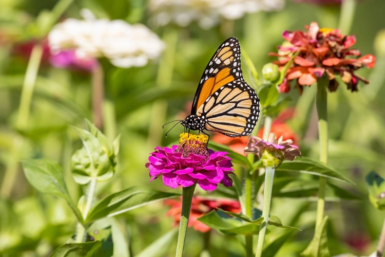 Picture of MONARCH ON ZINNIA