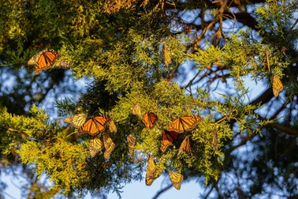 Picture of MONARCHS GATHERING TO ROOST IN CEDAR TREE DURING MIGRATION SOUTH