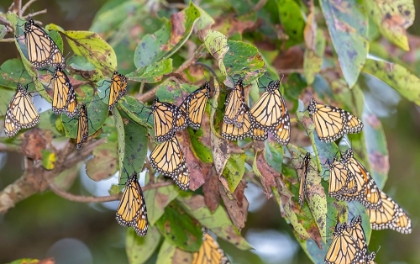 Picture of MONARCHS GATHERING TO ROOST IN TREE DURING MIGRATION SOUTH