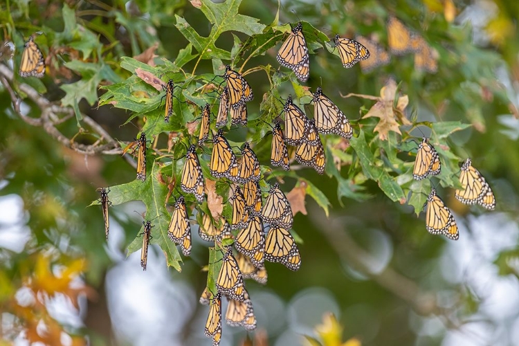 Picture of MONARCHS GATHERING TO ROOST IN TREE DURING MIGRATION SOUTH