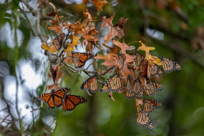 Picture of MONARCHS GATHERING TO ROOST IN TREE DURING MIGRATION SOUTH