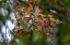 Picture of MONARCHS GATHERING TO ROOST IN TREE DURING MIGRATION SOUTH