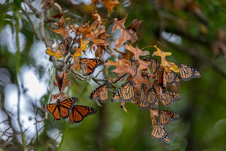 Picture of MONARCHS GATHERING TO ROOST IN TREE DURING MIGRATION SOUTH