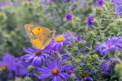 Picture of ORANGE SULPHUR ON FRIKARTS ASTER