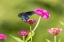 Picture of PIPEVINE SWALLOWTAIL FLYING