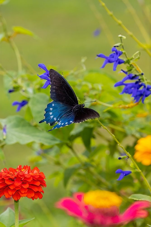 Picture of PIPEVINE SWALLOWTAIL FLYING