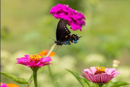 Picture of PIPEVINE SWALLOWTAIL FLYING