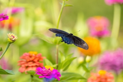 Picture of PIPEVINE SWALLOWTAIL MALE FLYING OVER ZINNIA