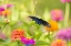 Picture of PIPEVINE SWALLOWTAIL MALE FLYING OVER ZINNIA