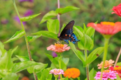 Picture of PIPEVINE SWALLOWTAIL ON ZINNIA