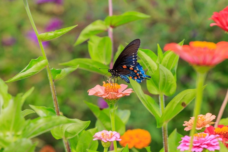 Picture of PIPEVINE SWALLOWTAIL ON ZINNIA
