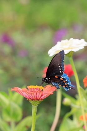 Picture of PIPEVINE SWALLOWTAIL ON ZINNIA