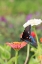 Picture of PIPEVINE SWALLOWTAIL ON ZINNIA